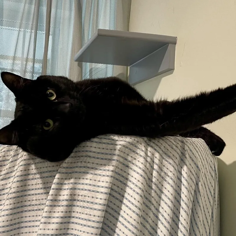 An adult large-sized male Black Domestic Short Hair cat named Timmy for adoption in Manchester, CT