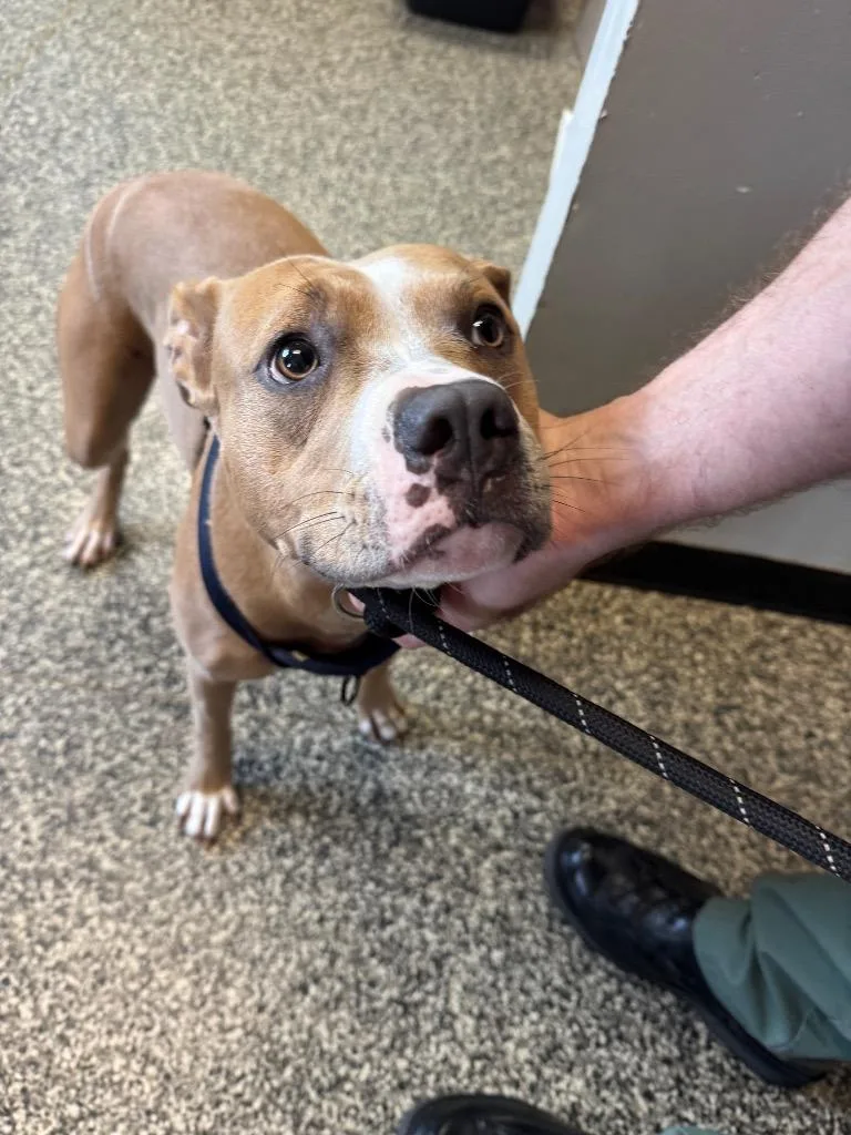 A young large-sized female Mixed Breed dog named Brooklyn for adoption in Columbia, TN