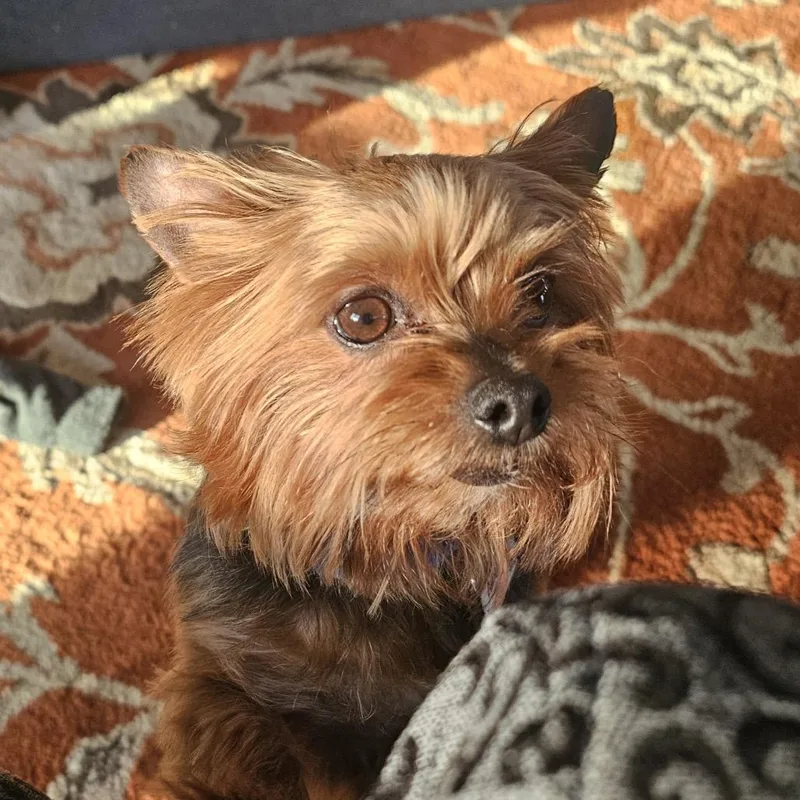 An adult small-sized female Black Yorkshire Terrier dog named Amelia for adoption in Chaska, MN