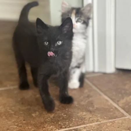A baby small-sized male Black Domestic Short Hair cat named Coffee Bean for adoption in Greenwood, MO