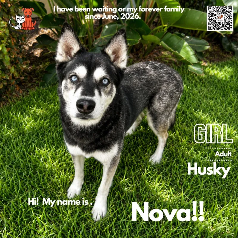 An adult large-sized female Black Husky dog named Nova for adoption in Westminster, CA