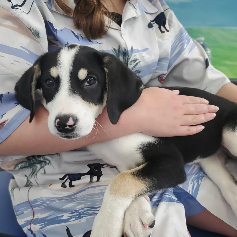 Spark Plug thumbnail 6