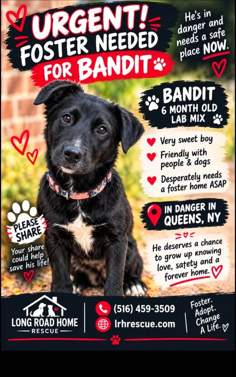 A baby medium-sized male Black Labrador Retriever dog named Bandit for adoption in Manhasset, NY