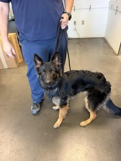 A young medium-sized female German Shepherd Dog dog named Fat Girl for adoption in Chatsworth, CA