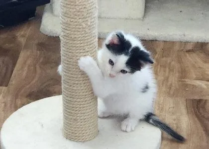 A baby small-sized male Domestic Medium Hair cat named Artic for adoption in Edgewood, NM