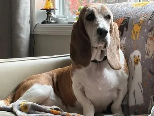 An adult medium-sized female Basset Hound dog named Lily for adoption in St. Paul, MN