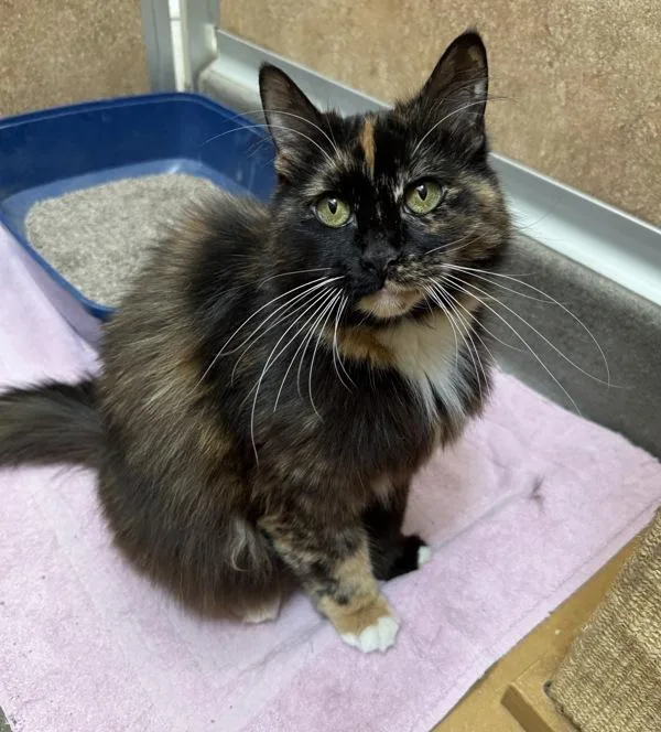 A senior small-sized female Domestic Long Hair cat named Mitsy for adoption in Novato, CA