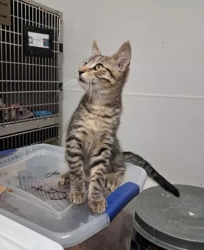 A baby small-sized male Domestic Short Hair cat named Logan for adoption in Clinton, MO