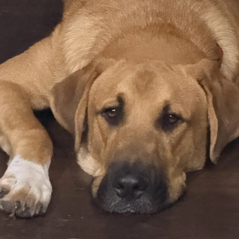 A young large-sized male Golden Rhodesian Ridgeback dog named Bodhi for adoption in Choctaw, OK