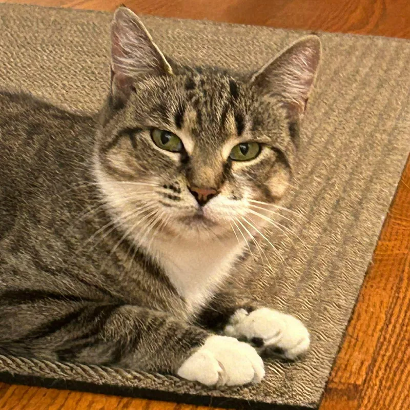 An adult medium-sized female Domestic Short Hair cat named Miss Summer Thyme for adoption in Avondale, PA