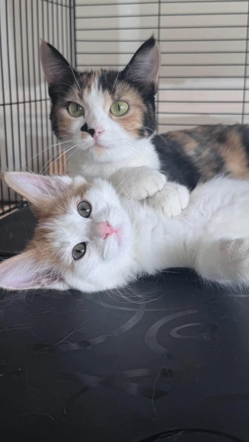 A young medium-sized female Calico Domestic Short Hair cat named Dolly for adoption in Brigham City, UT