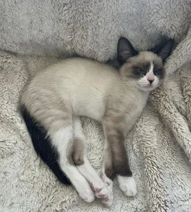 A baby medium-sized female Chocolate Point Siamese cat named Honey Bun for adoption in Los Angeles, CA