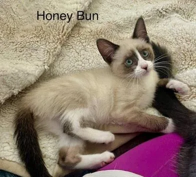 Honey Bun thumbnail 5