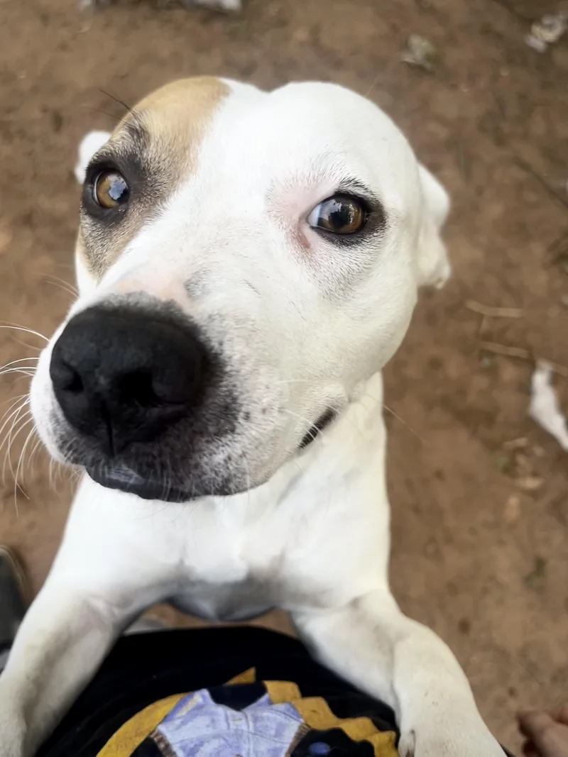 A young medium-sized female Mixed Breed dog named Flour Girl for adoption in Pottsboro, TX