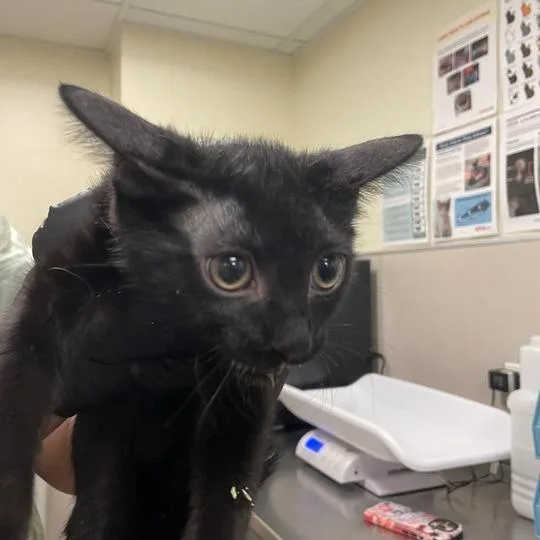 A baby small-sized female Black Domestic Medium Hair cat named Perdida for adoption in Chicago, IL
