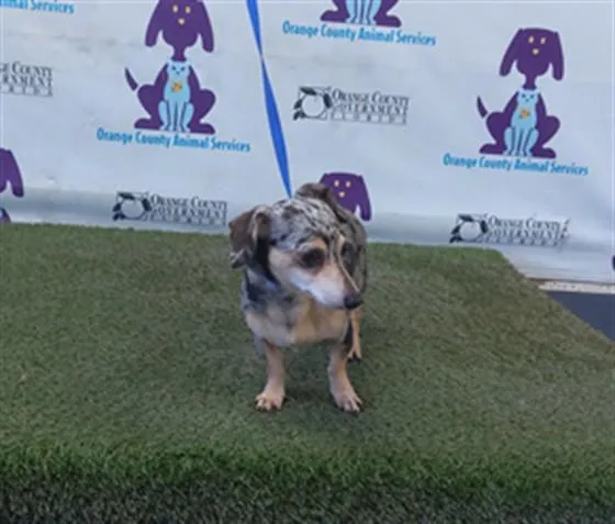 An adult small-sized female Chihuahua dog named Little Slinky for adoption in Orlando, FL