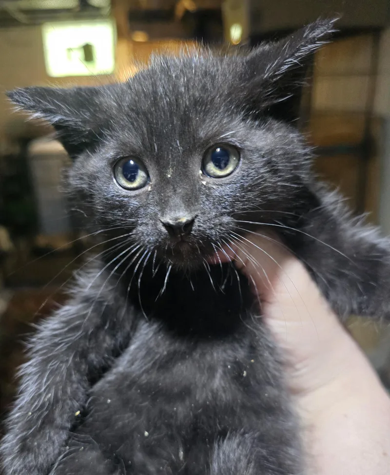 A baby medium-sized male Black Domestic Short Hair cat named Blackpanther for adoption in Elizabeth, PA