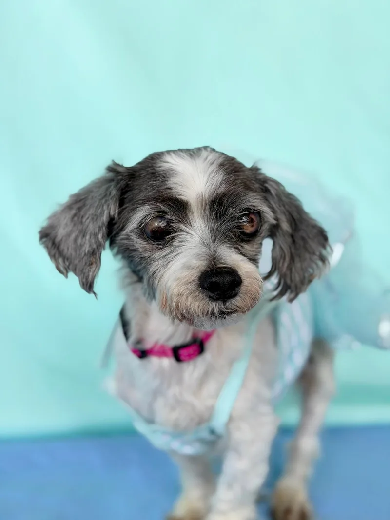 Coquette thumbnail 2