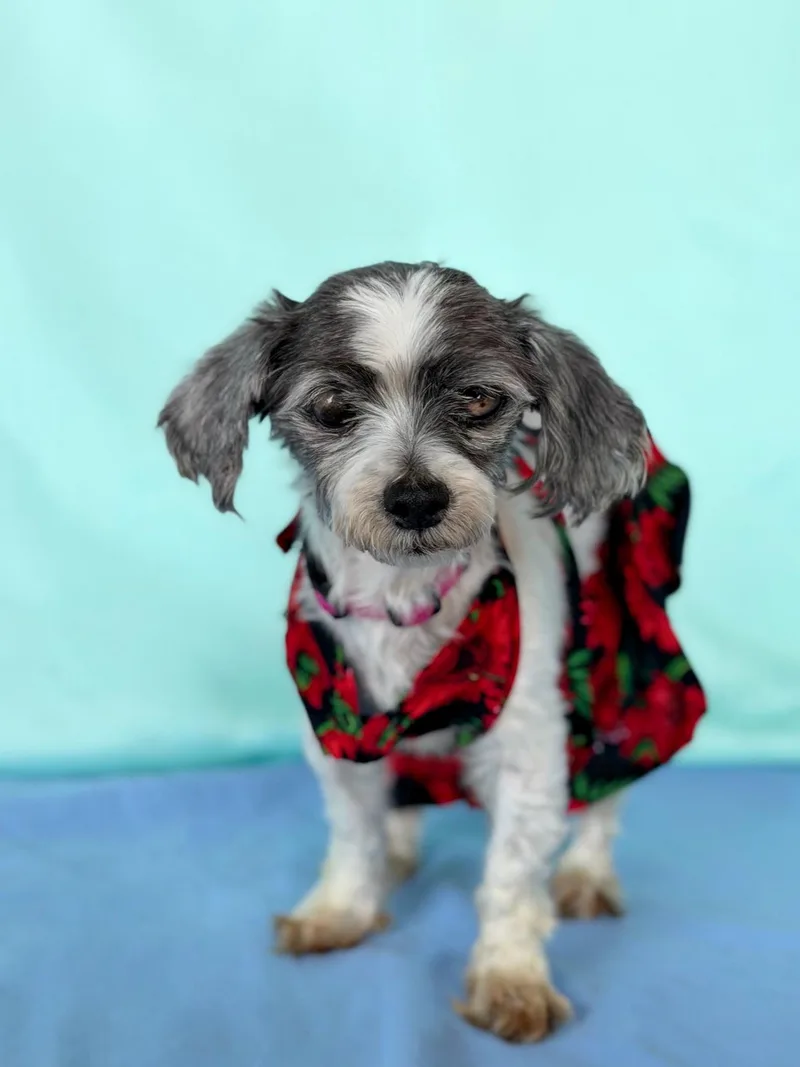 Coquette thumbnail 4