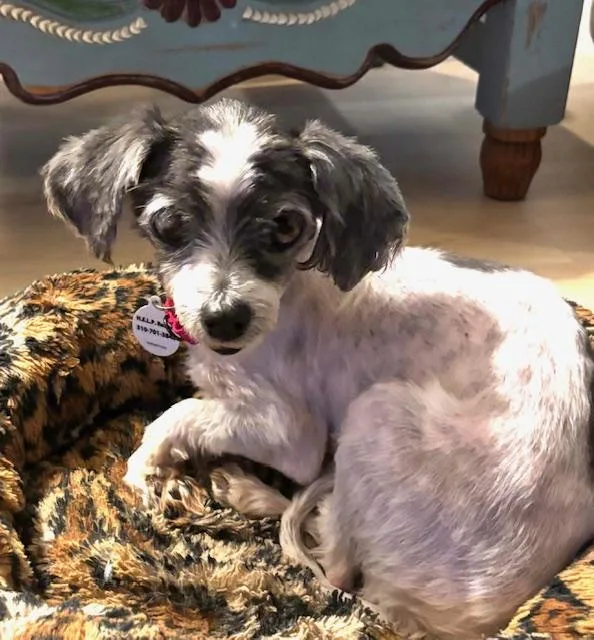 Coquette thumbnail 5