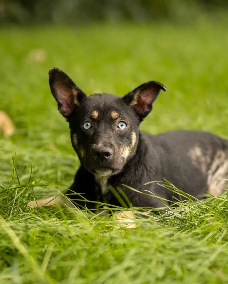 A young medium-sized male Black Husky dog named Topaz for adoption in Bridgeport, CT