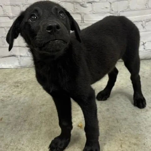 A baby medium-sized male Black Labrador Retriever dog named Storm for adoption in Williston, VT