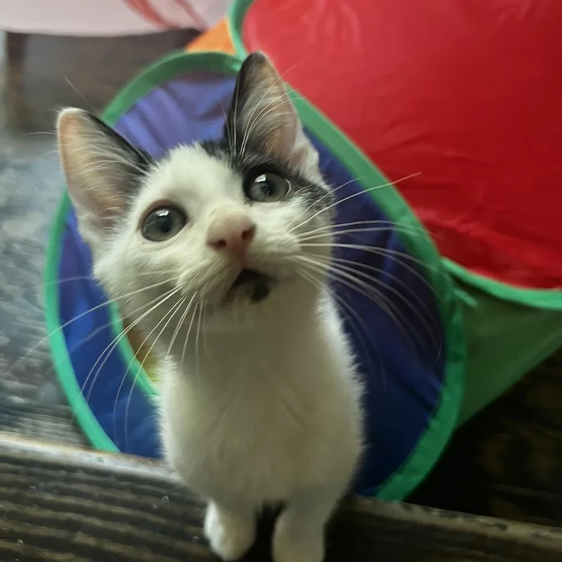 A young small-sized female Domestic Short Hair cat named Esther for adoption in Cumming, GA