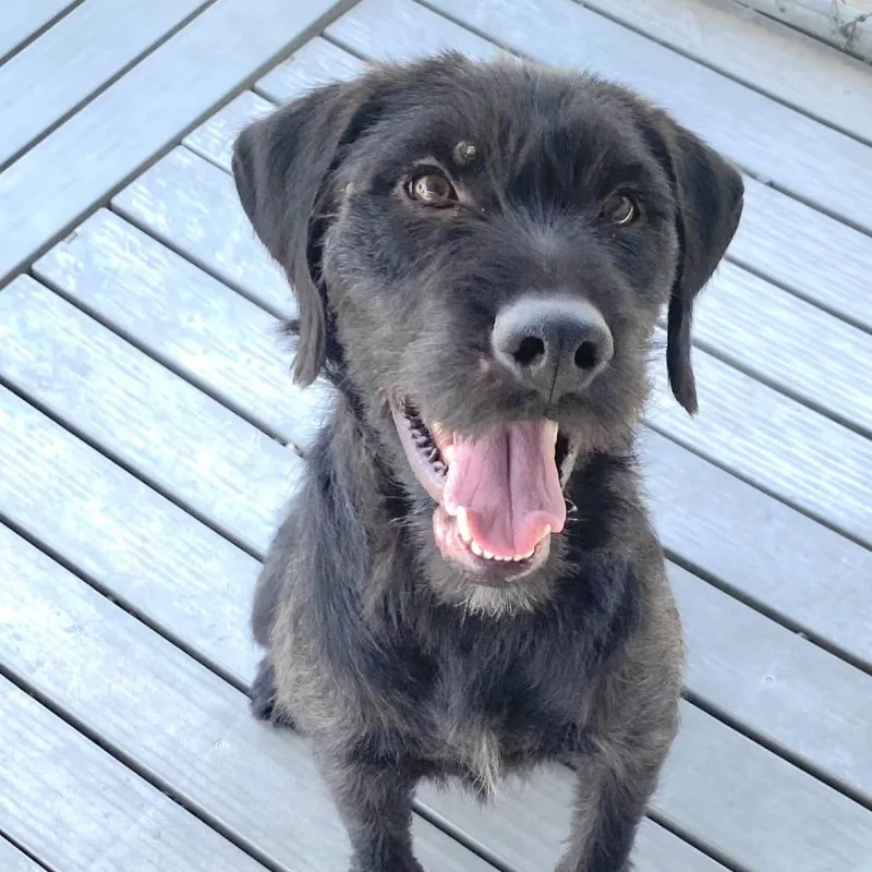 A young medium-sized male Black Terrier dog named Brio for adoption in San Pablo, CA