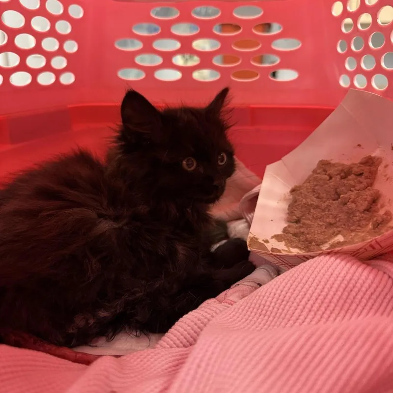 A baby small-sized female Black Domestic Medium Hair cat named Bat the Cat for adoption in Durango, CO