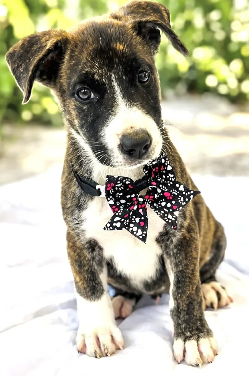 Florence thumbnail 2