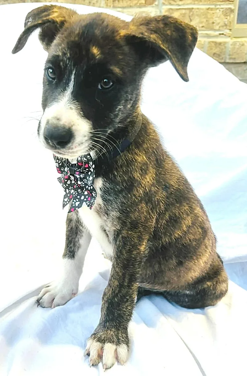 Florence thumbnail 5