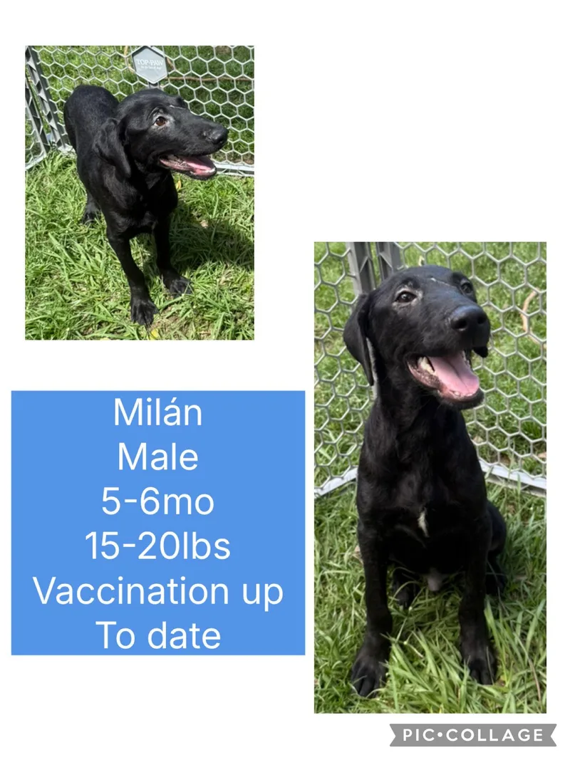 A baby medium-sized male Flat-Coated Retriever dog named Milan for adoption in Virginia Beach, VA