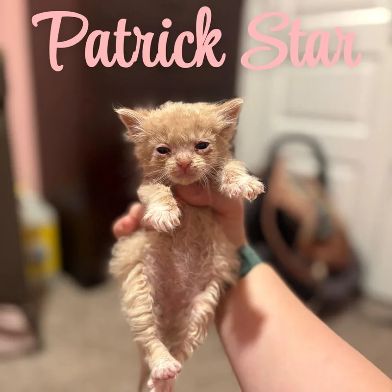 Patrick Star thumbnail 3