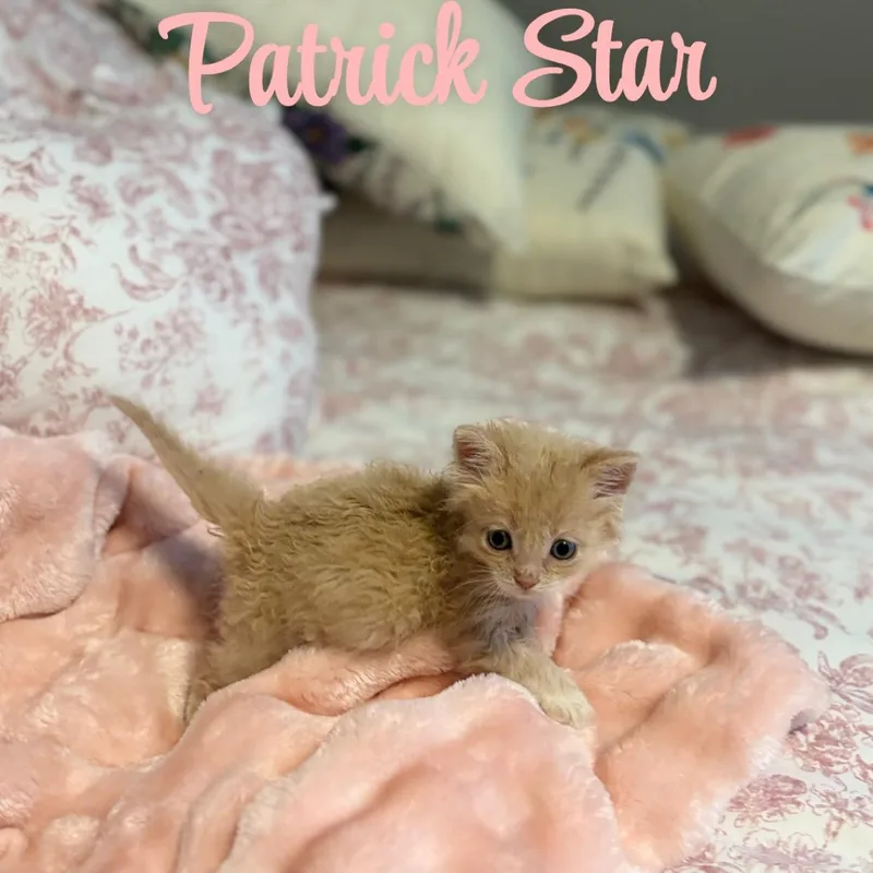 Patrick Star thumbnail 4