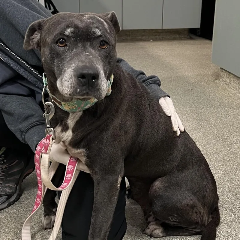 A senior medium-sized female Gray / Blue / Silver Mixed Breed dog named Delightful for adoption in Jacksonville, FL