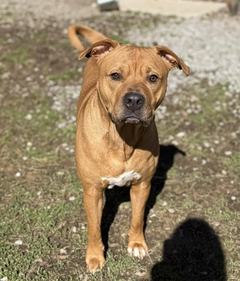 An adult large-sized male Golden Mixed Breed dog named Gunner for adoption in Leitchfield, KY