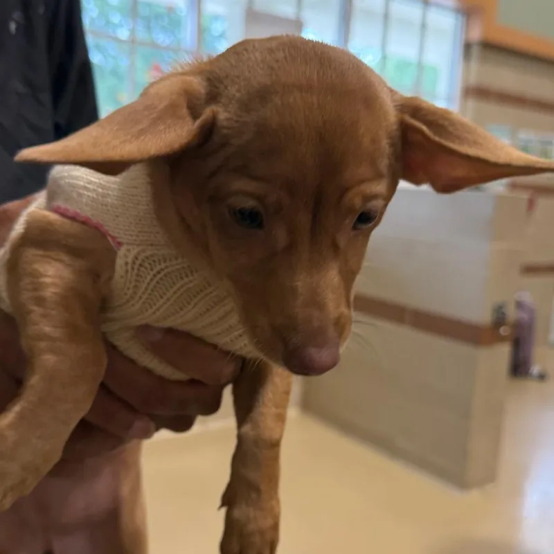 A baby small-sized female Mixed Breed dog named Little Mermaid for adoption in Winston-Salem, NC