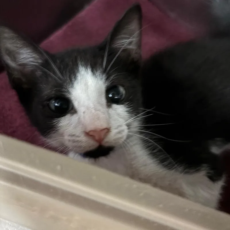 A baby small-sized male Black Domestic Short Hair cat named Frangelico for adoption in Lakeland, FL