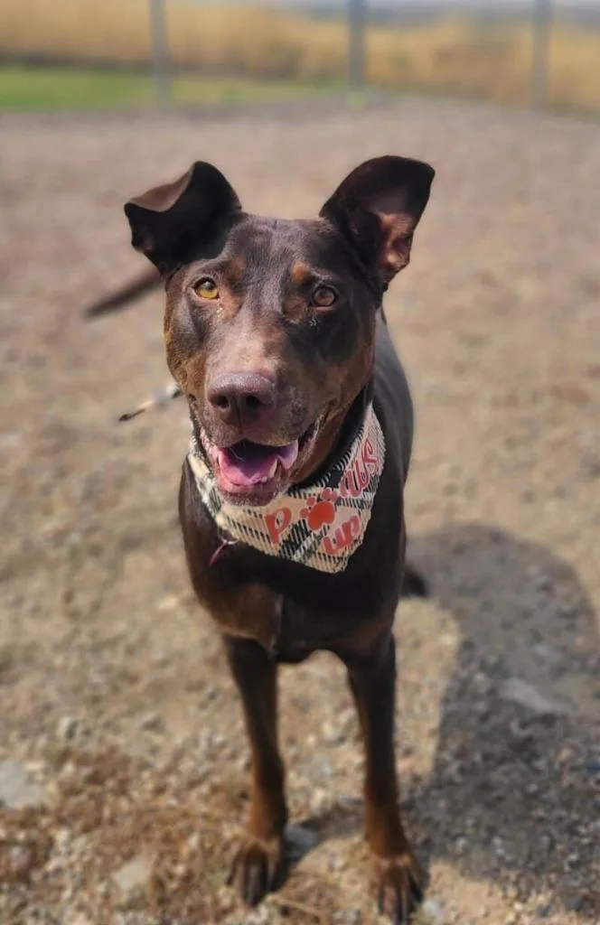 A young large-sized female Doberman Pinscher dog named Lola for adoption in Logan, UT