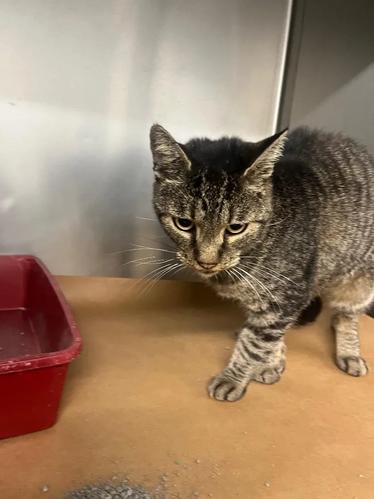 A young large-sized male Domestic Short Hair cat named Sakana for adoption in Cartersville , GA