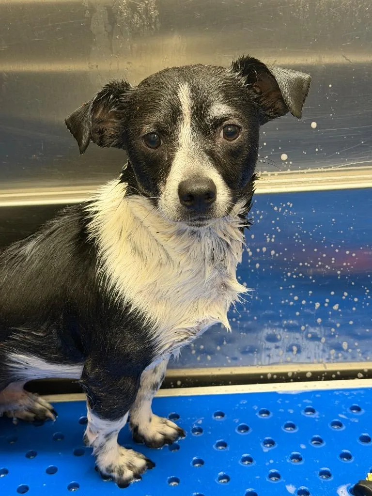 An adult medium-sized male Rat Terrier dog named Mr Handsome Pants for adoption in Great Bend, KS