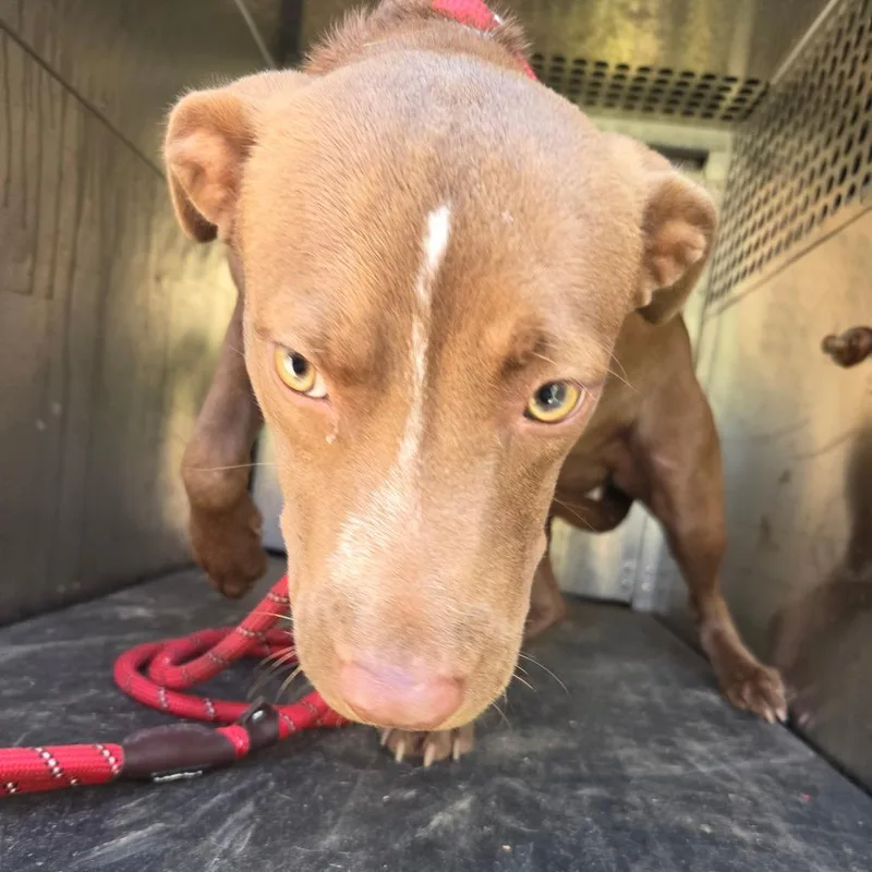 A young medium-sized female Pit Bull Terrier dog named Zoe for adoption in Birmingham, AL