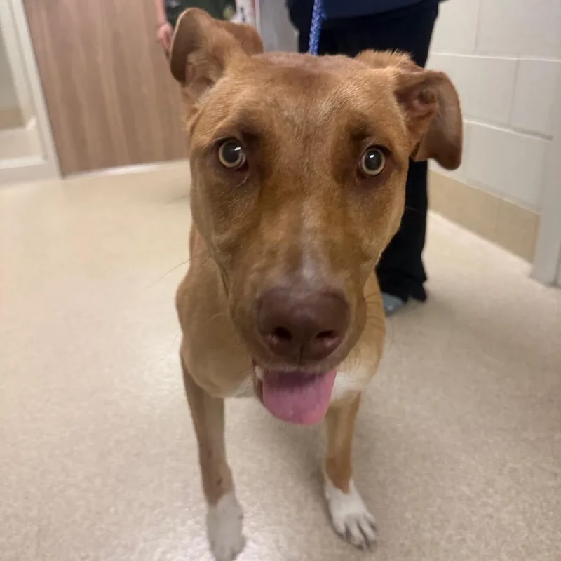A young medium-sized female Yellow / Tan / Blond / Fawn Shepherd dog named Diamond for adoption in Bristol, IN