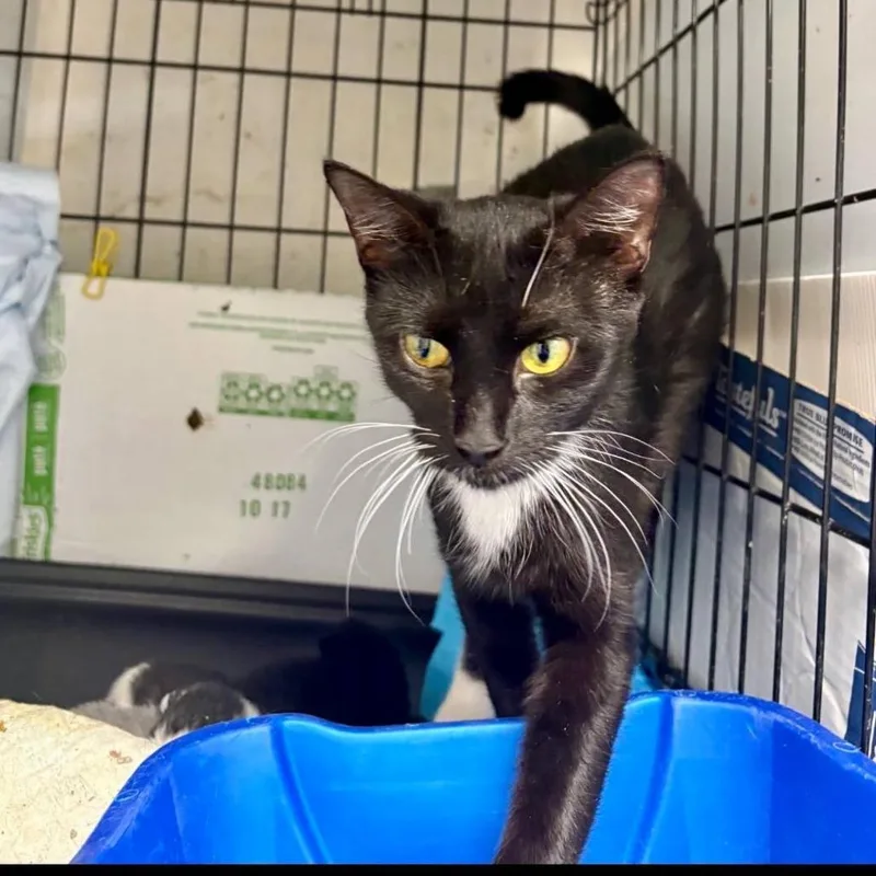 A young medium-sized female Black Domestic Short Hair cat named Tango for adoption in New York, NY