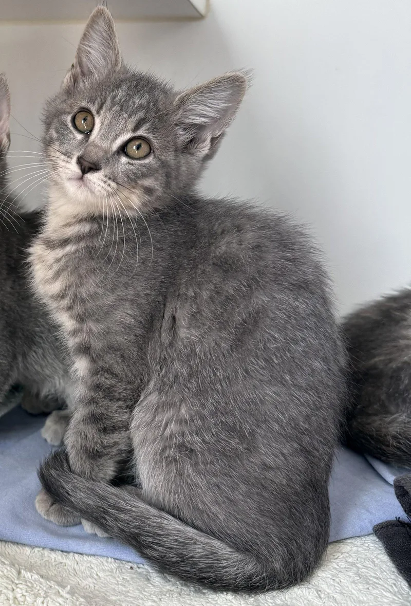 A baby small-sized male Domestic Short Hair cat named BourrC for adoption in Oakland, CA