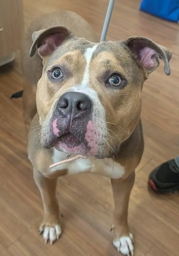 A young medium-sized female Pit Bull Terrier dog named Flo for adoption in Christiansburg, VA