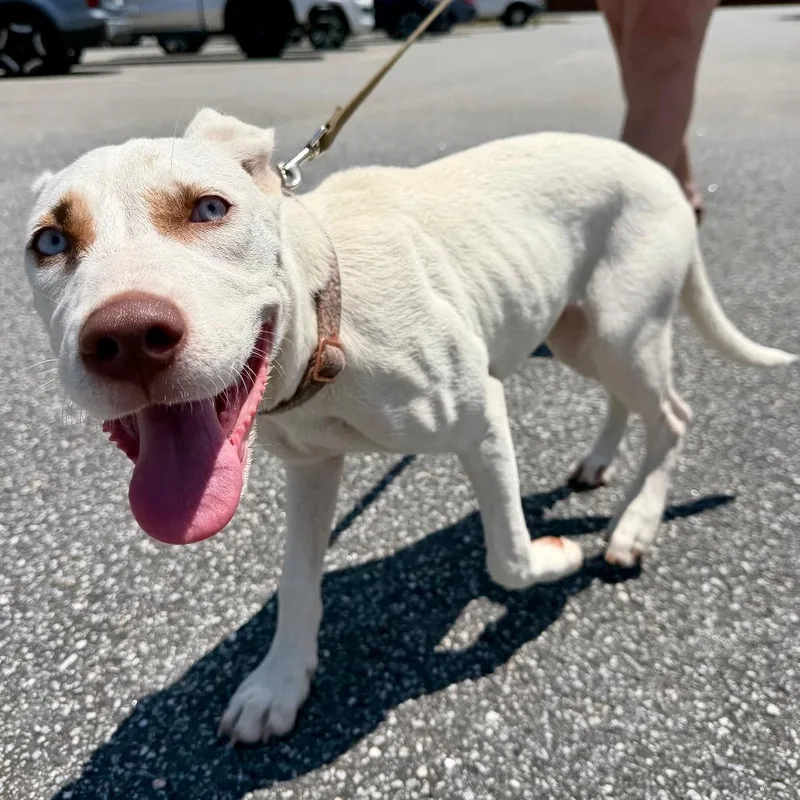 A baby small-sized female White / Cream Mixed Breed dog named Darla for adoption in Opelika, AL