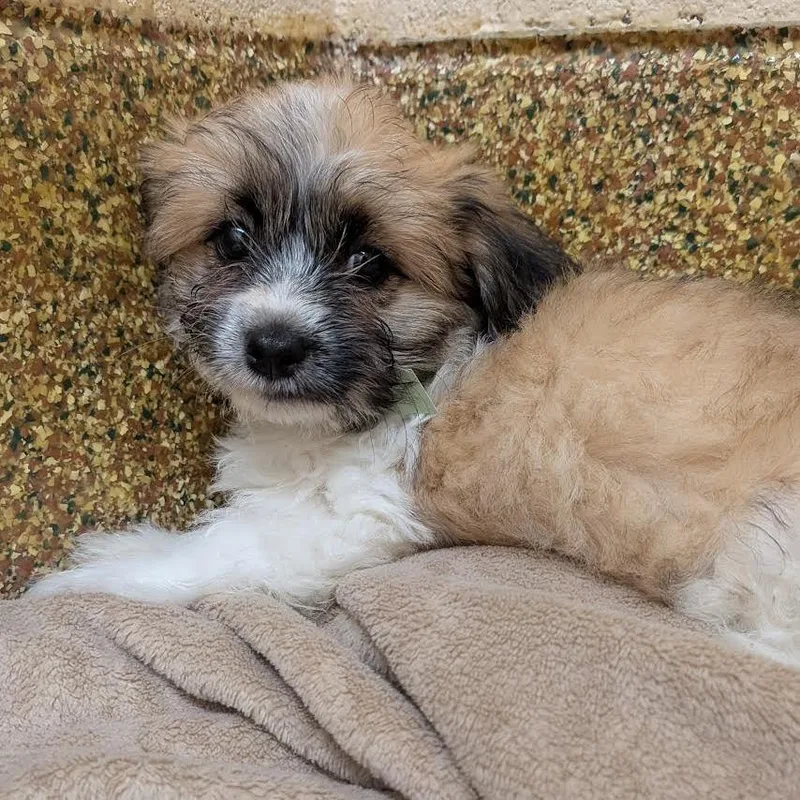 A baby small-sized female Brown / Chocolate Havanese dog named Fozzie for adoption in Springfield, MA