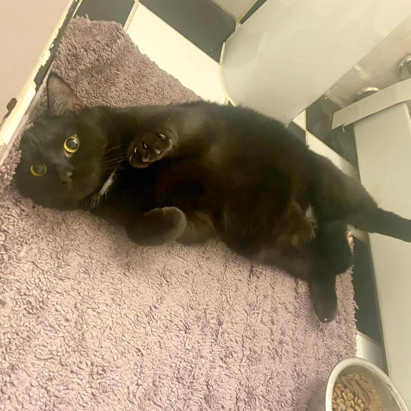 Moonlight thumbnail 3