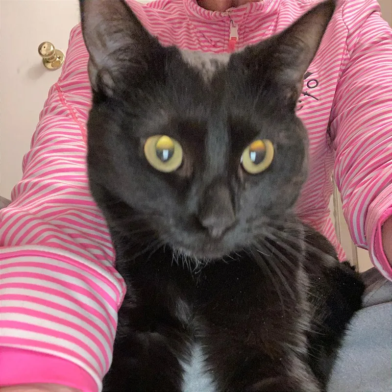 Moonlight thumbnail 4